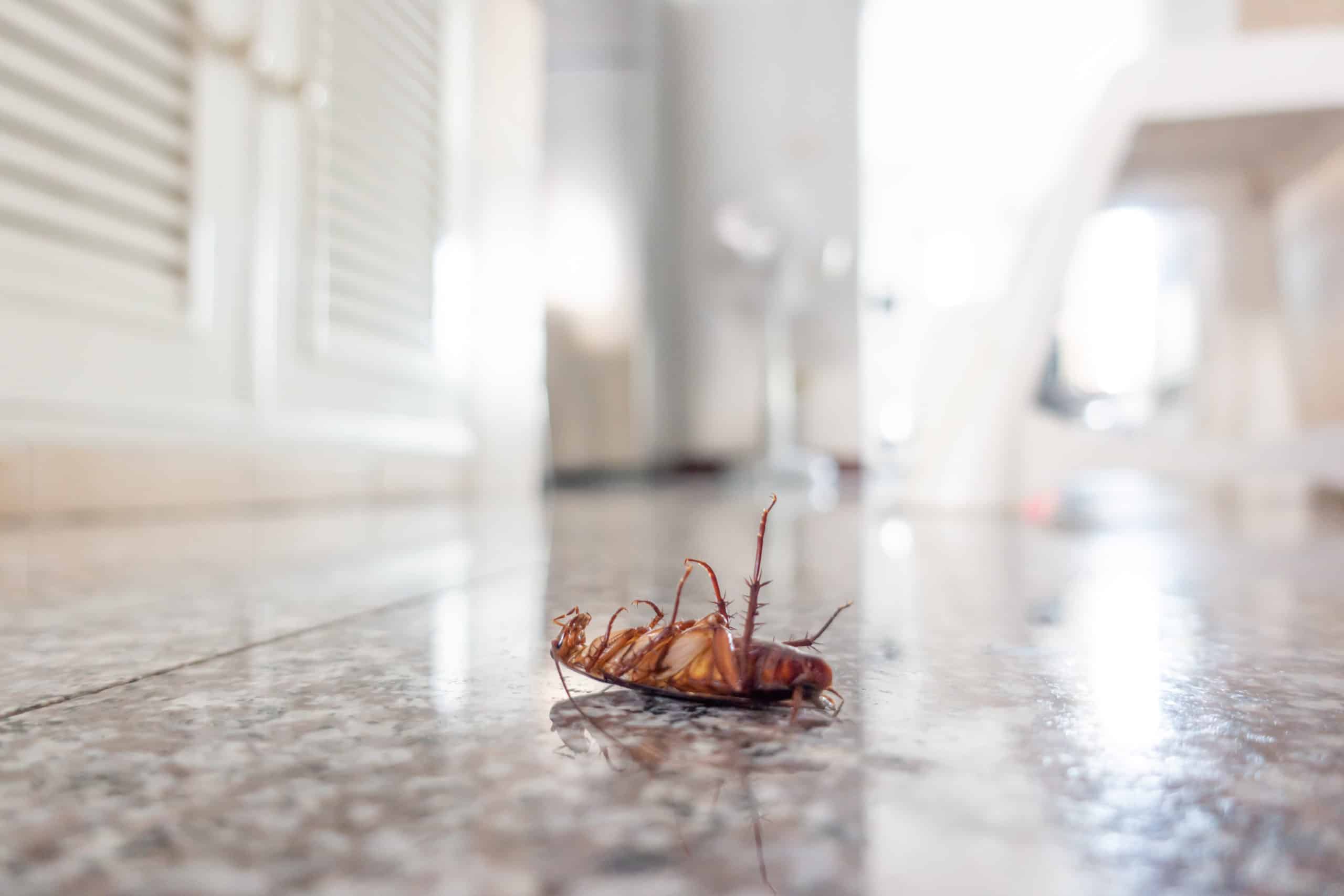 Can Cockroach Eggs Stick to Your Shoes?