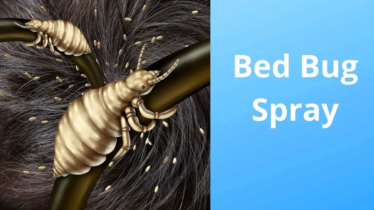 Will Bed Bug Spray Kill Lice?