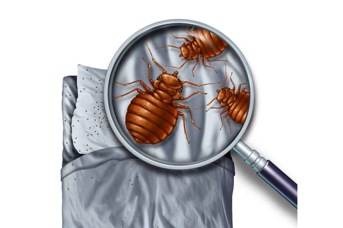 Should You Sleep in Another Room if You Have Bed Bugs?