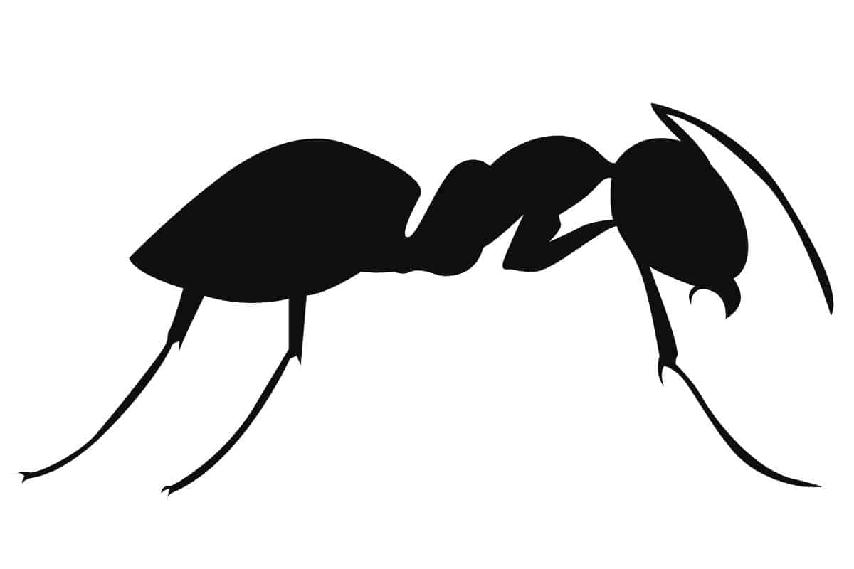 Can Carpenter Ants Destroy a House?