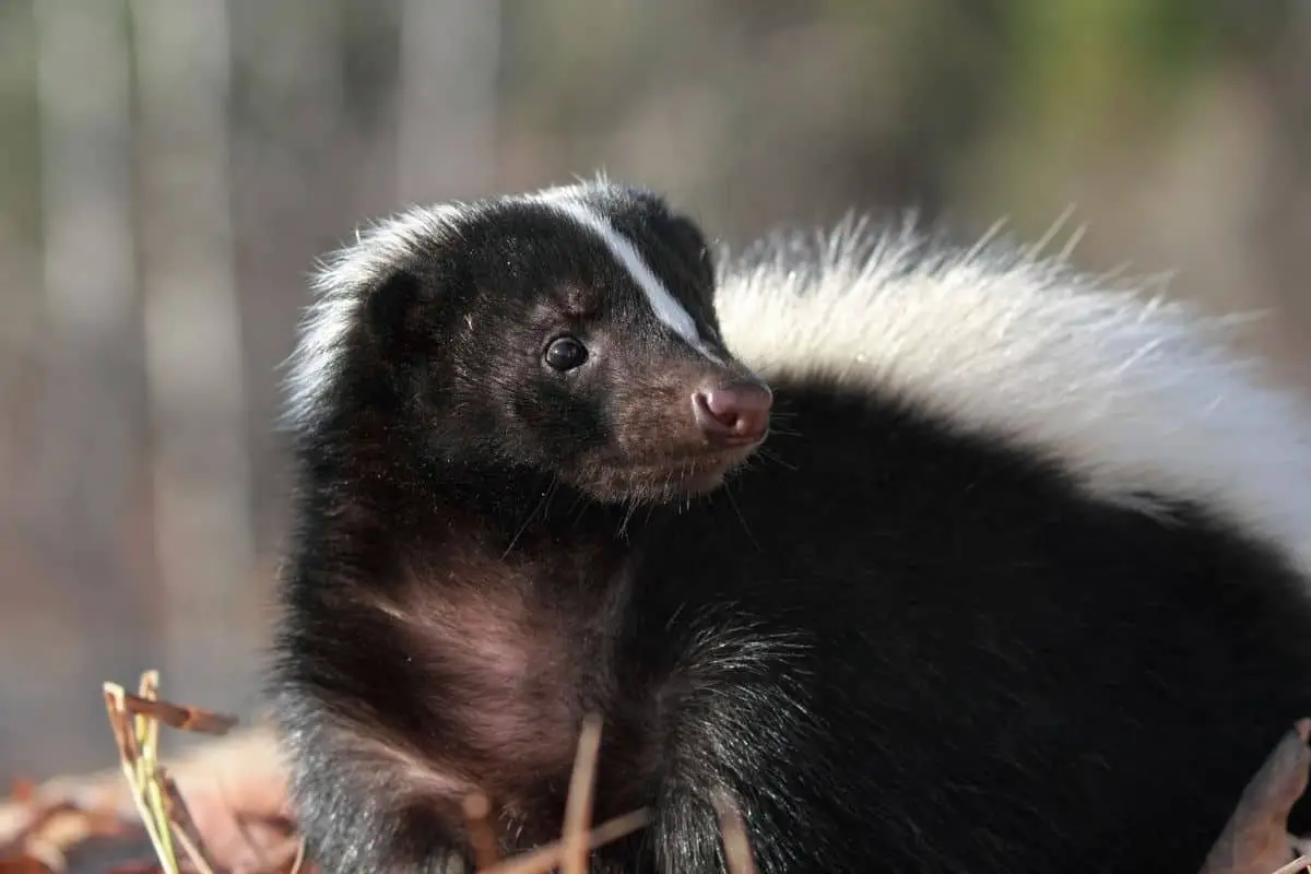 Can Skunks Climb Fences? Everything You Need To Know - Pest Control IQ