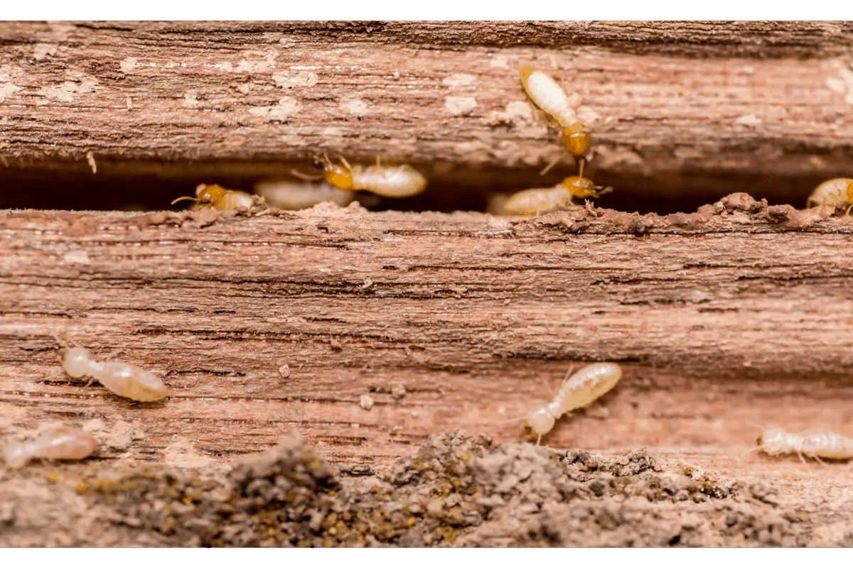 Can You Treat Termites in the Winter?