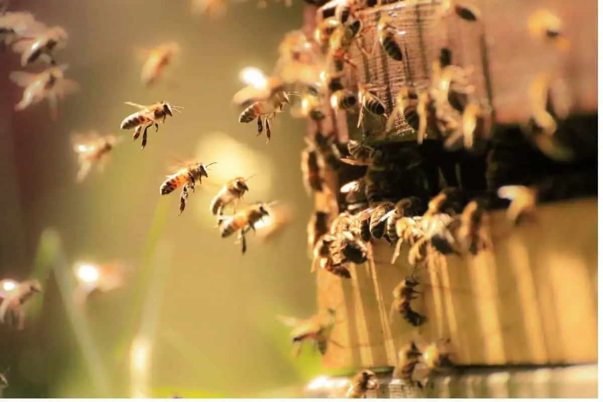 Can Carpenter Bees Eat Through Caulk? Find Out