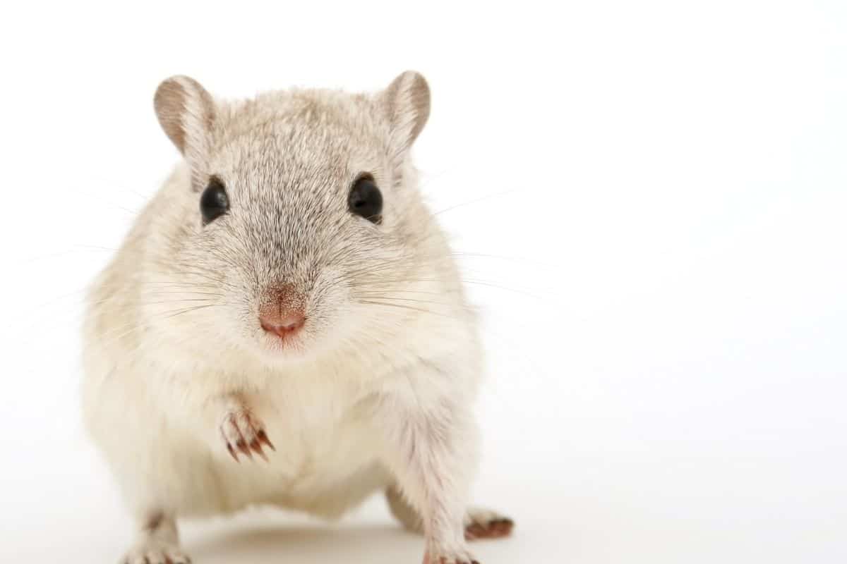 How Many Mice Are in Your House? 4 Ways To Estimate