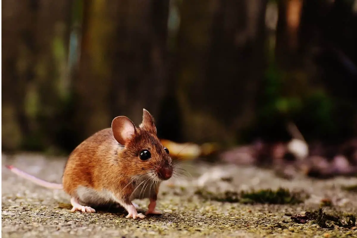 Can Rats and Mice Live in the Same House?