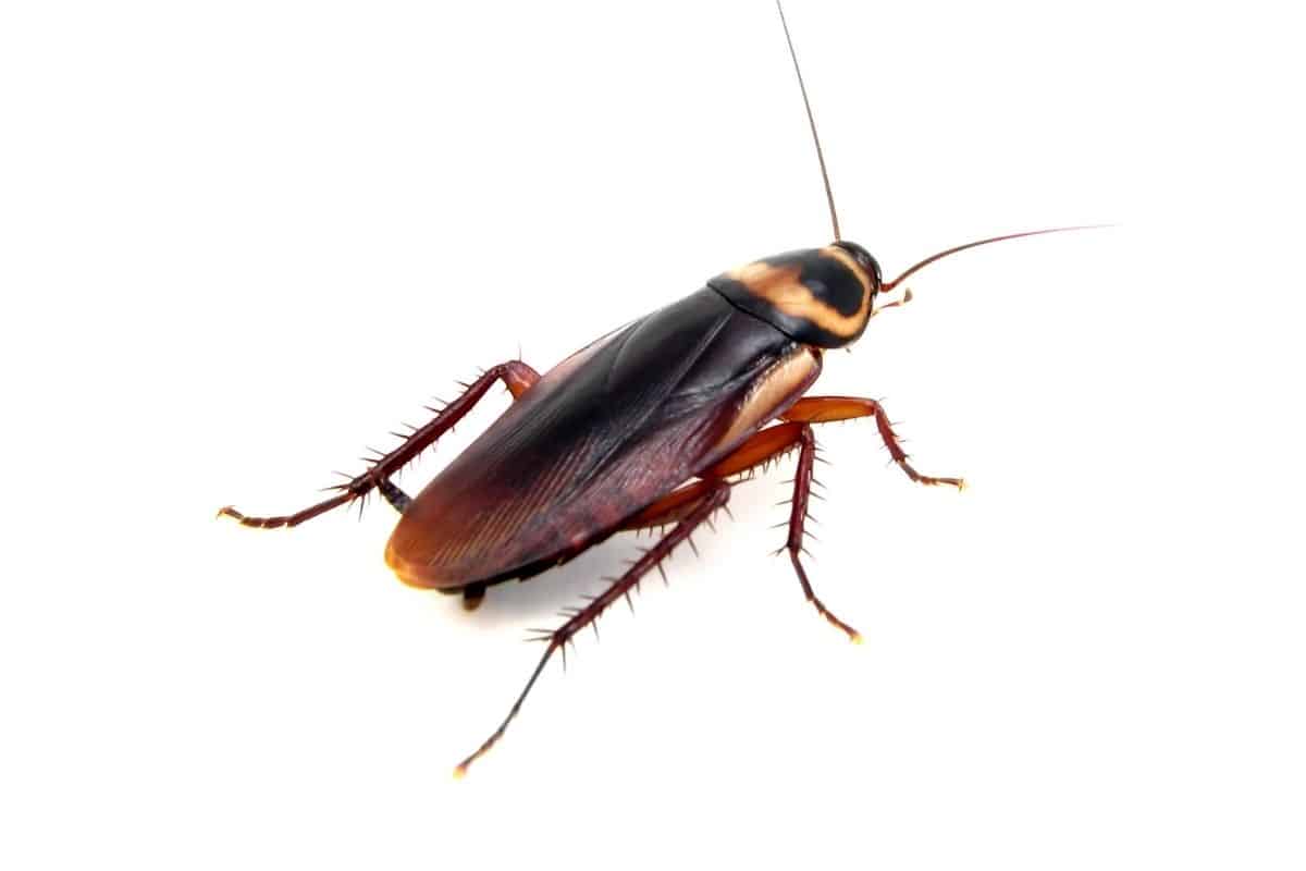 Does Leaving the Lights On Deter Cockroaches?
