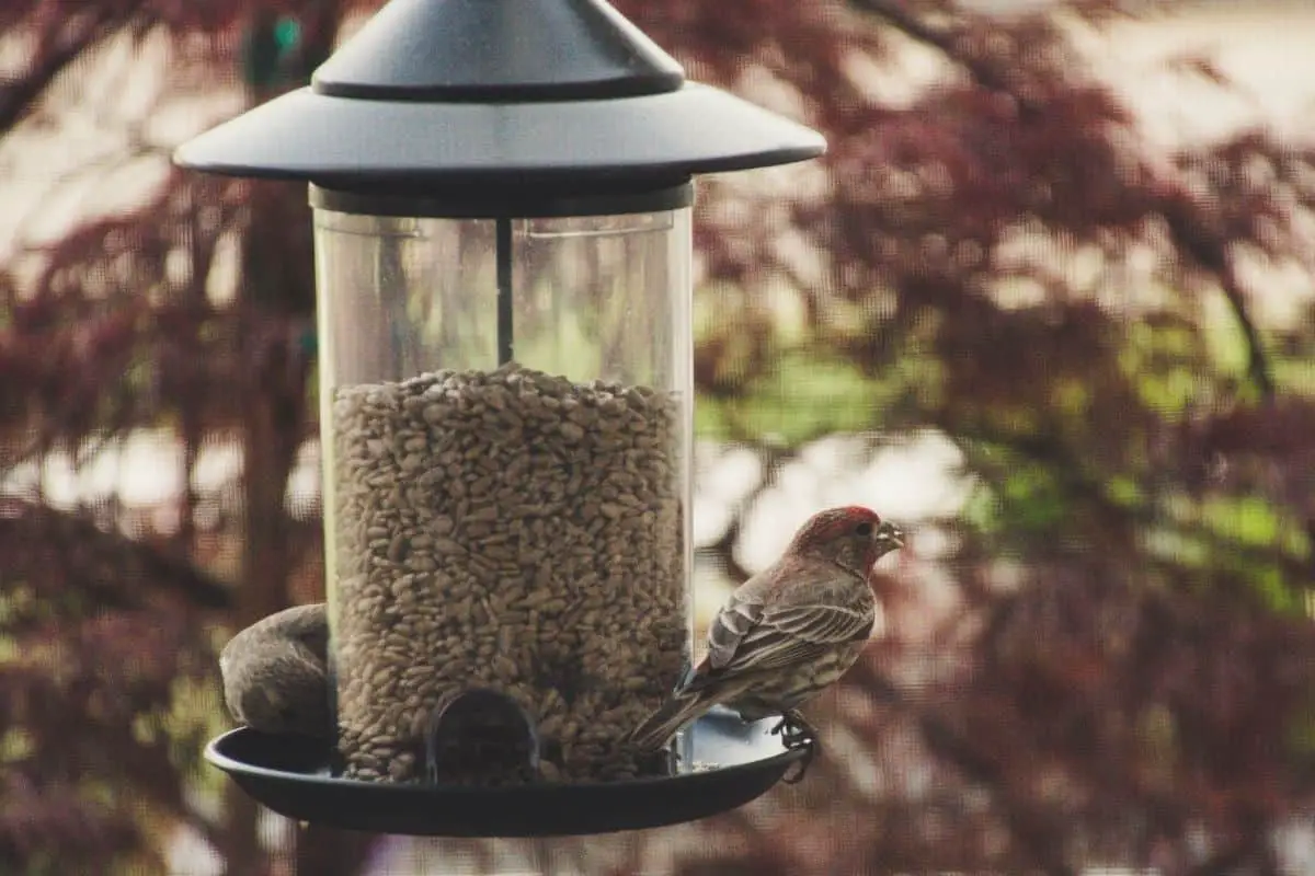 Are Squirrels Bad for Your Bird Feeders?