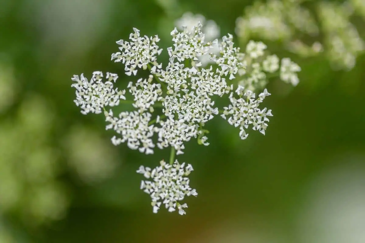 Is Poison Hemlock The Same As Queen Anne’s Lace?