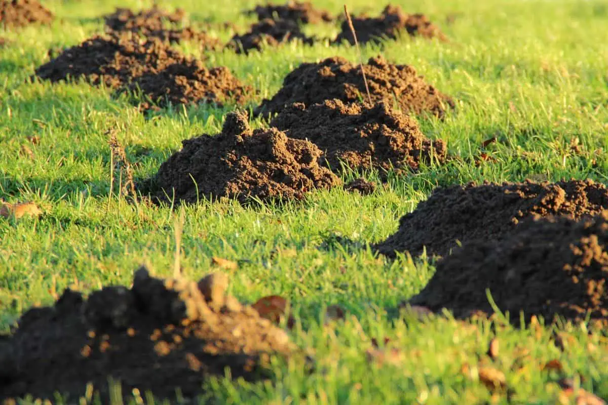 8 Ways To Get Rid Of Moles – Which Is Best For You?
