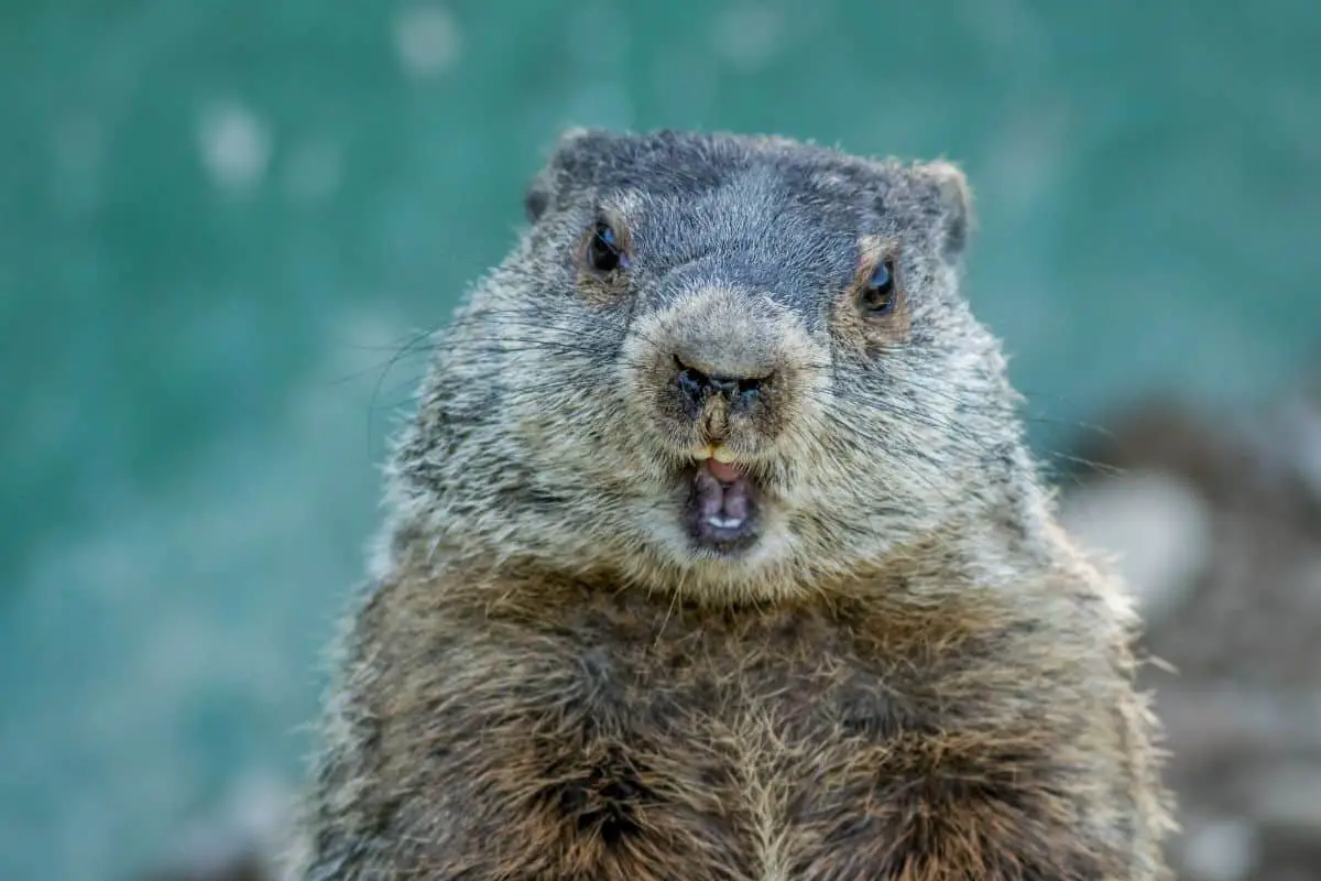 Does Bubble Gum Kill Groundhogs? Our Thoughts