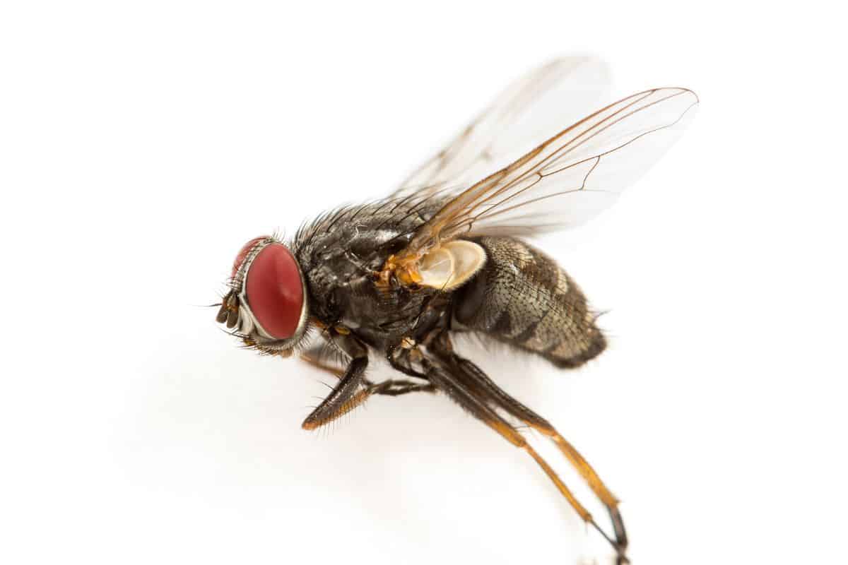 Why Are Houseflies So Hard To Kill? Frustrating Pest