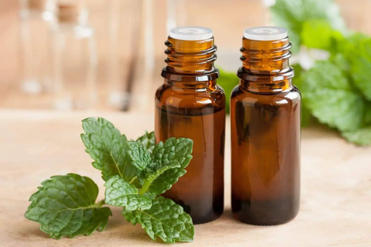 How To Keep Bugs Out of a Pool Using Peppermint Oil