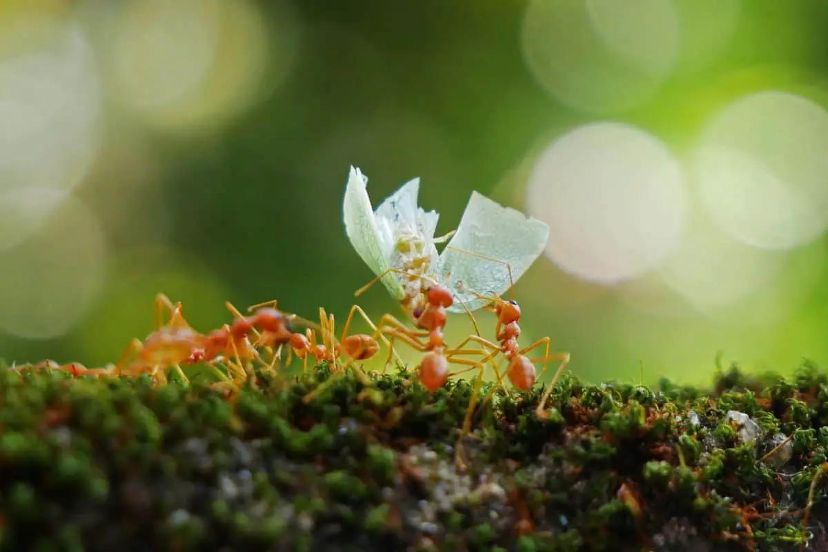 Do Ants Learn To Avoid Poison? Some Things To Consider