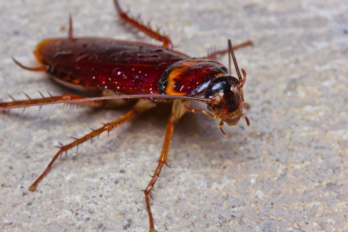Why Do Cockroaches Stay Still for So Long?