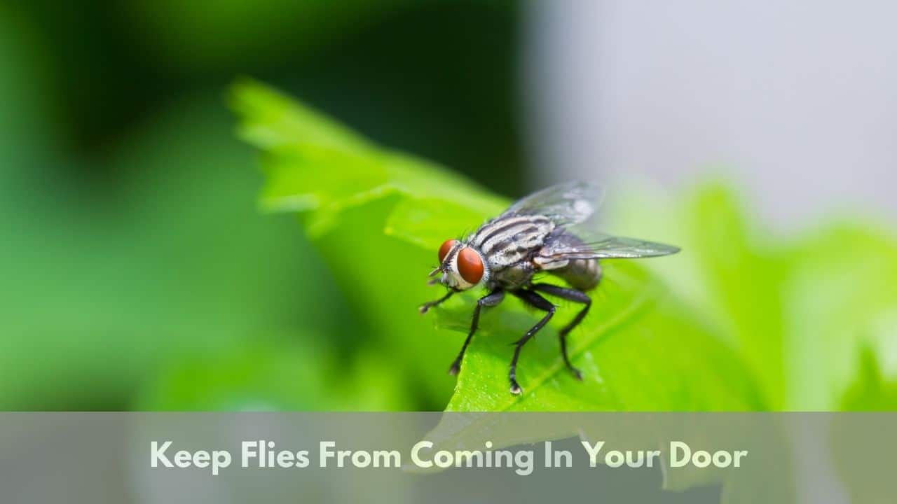 How To Keep Flies From Coming in the Door