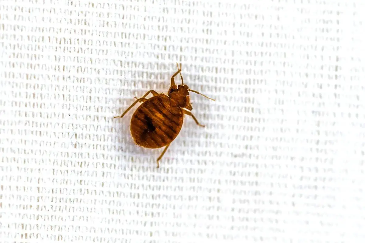 Do You Need To Wash All Your Clothes To Remove Bed Bugs?