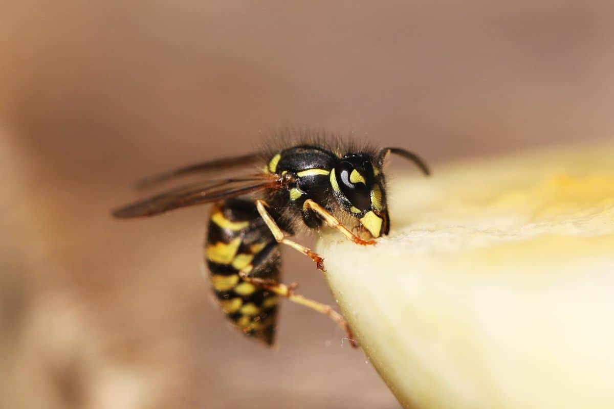 Here’s What To Do if a Wasp Lands on You