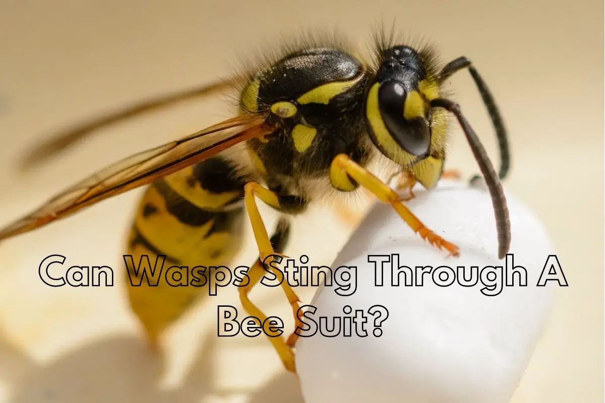 Can Wasps Sting Through A Bee Suit?