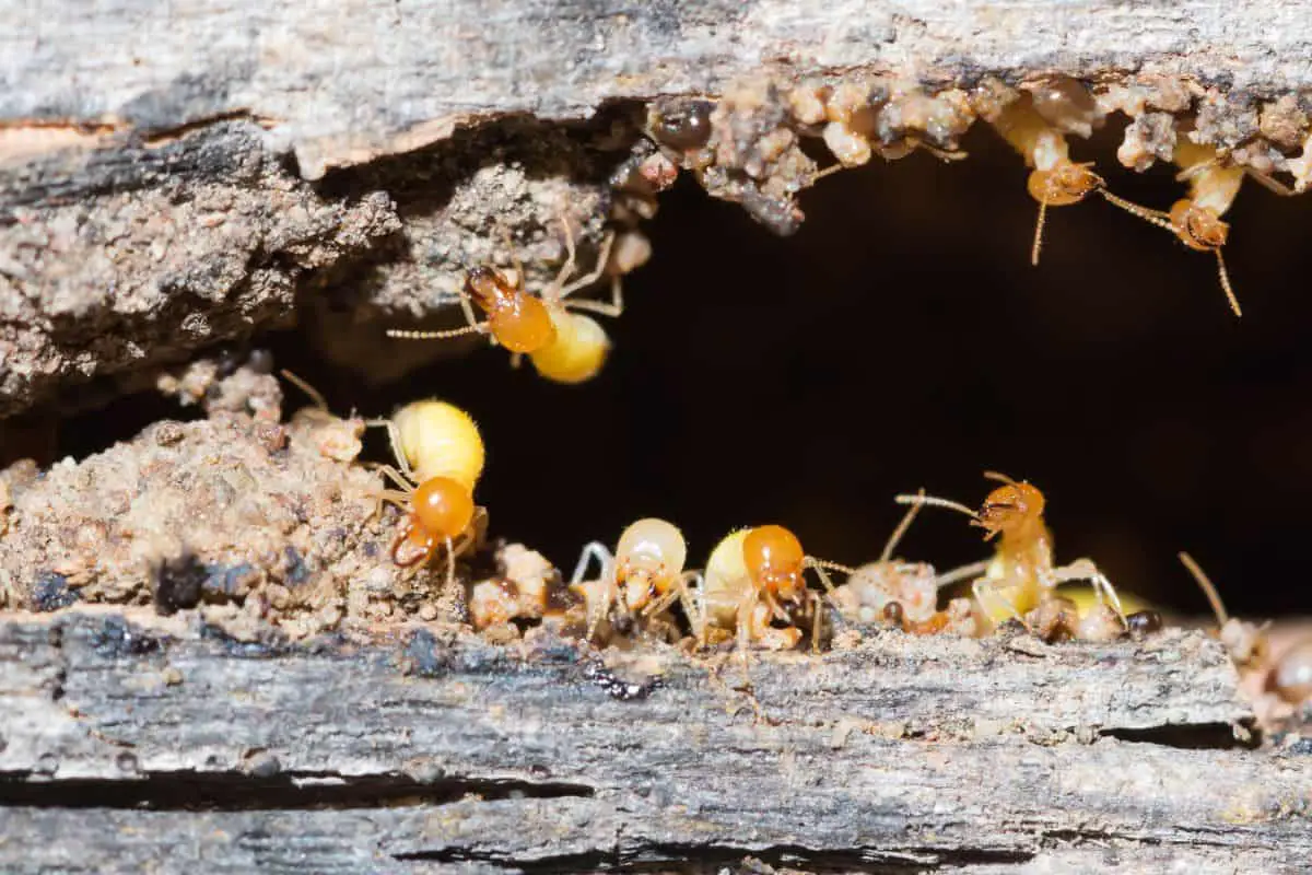 Can Termites Eat Through Grout? What You Need To Know