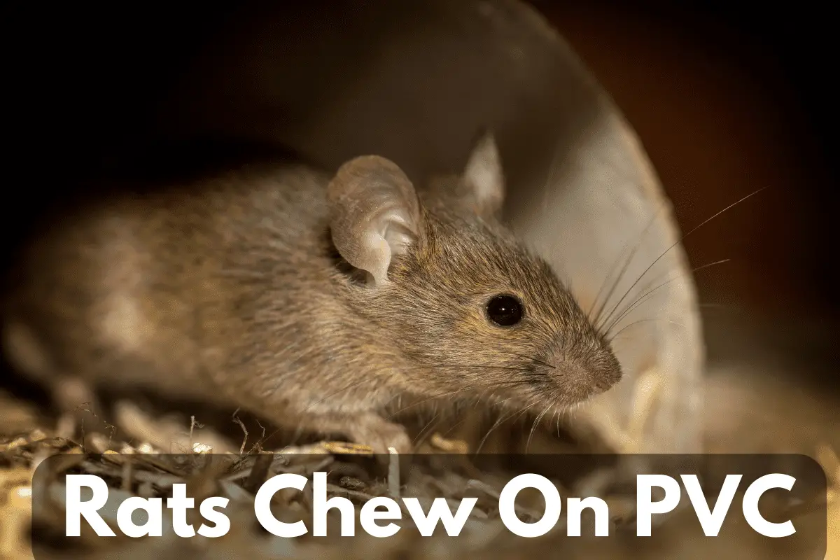 Can Rats Chew Through A PVC Pipe?
