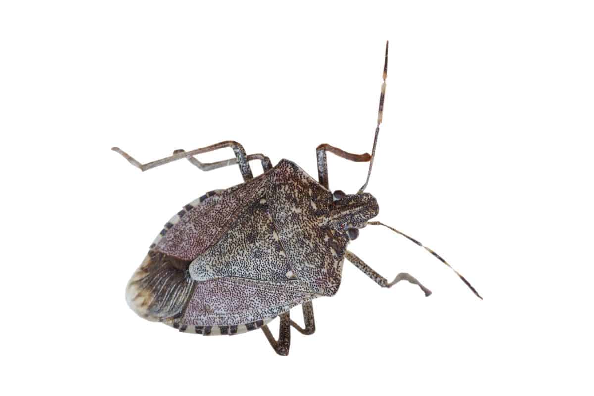 Why Do Stink Bugs Stay in One Spot?